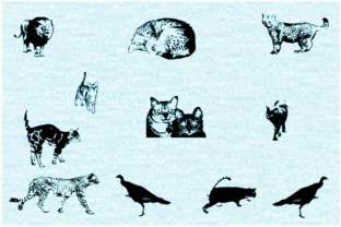 Cat E Poultry: The Display Font That Sharpens Campaign Visuals